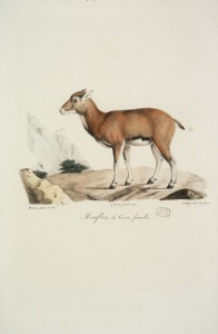 Mouflon de Corse, femelle
