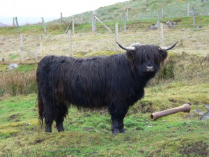 black-highland-cattle