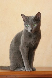chat-gris-russe