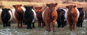 black-red-belted-galloway-cattle
