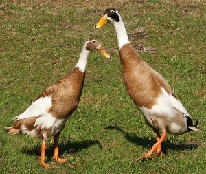 500px-Runner-ducks