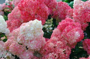 hydrange-vanille-fraise-plante-arbuste-fleur-blanc-rose_660x0